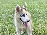 Laser, a male Siberian Husky for sale in Liberty, MS – 3 of 4