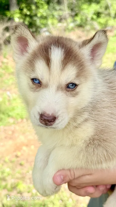 Hunter – Siberian Husky puppy for sale in Liberty, MS