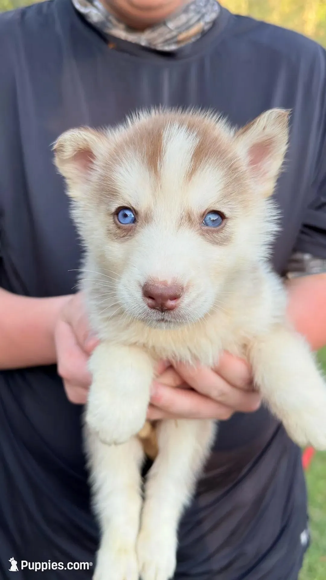 Hunter – Siberian Husky puppy for sale in Liberty, MS