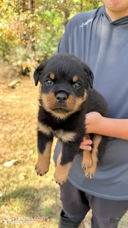 Tank  – Rottweiler puppy for sale in Liberty, MS
