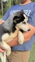 Lilly, a female Siberian Husky for sale in Liberty, MS – 8 of 9