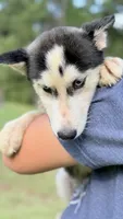 Lilly, a female Siberian Husky for sale in Liberty, MS – 4 of 9