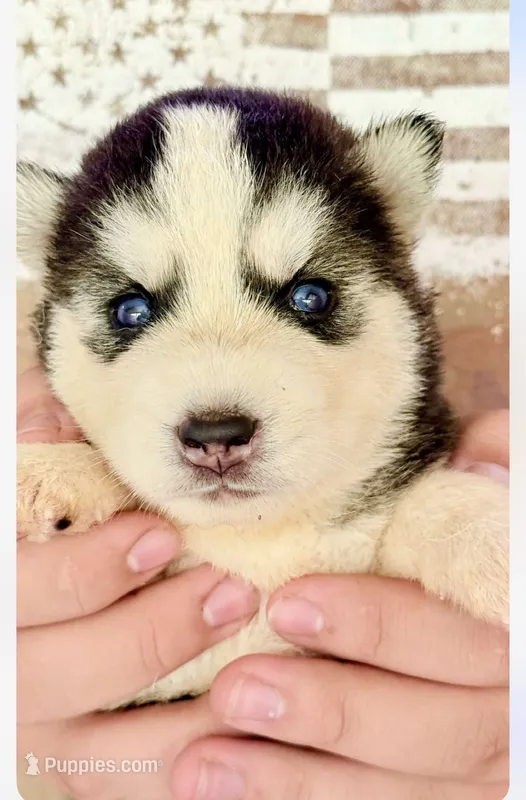 Maxx – Siberian Husky puppy for sale in Liberty, MS