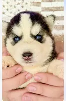 Maxx, a male Siberian Husky for sale in Liberty, MS – 1 of 2