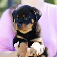 Imported Champ bloodlines AKC, a female Rottweiler for sale in Liberty, MS – Photo 2 of 6