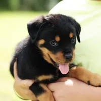 Imported Champ bloodlines AKC, a female Rottweiler for sale in Liberty, MS – Photo 5 of 6