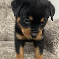 Imported Champ bloodlines AKC, a female Rottweiler for sale in Liberty, MS – Photo 4 of 6