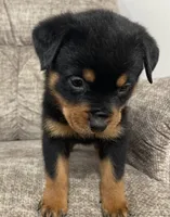 processed/625c1d83-5317-4ccb-af7e-c6ed8a03f17c/listing/ca8e7c2b-cf89-4d95-8317-b3fb40e003f0/a2931d8b-8944-470a-9bd8-3759dfd66ab3