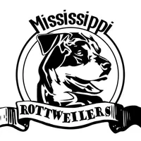 Imported Champ bloodlines AKC, a female Rottweiler for sale in Liberty, MS – Photo 1 of 6