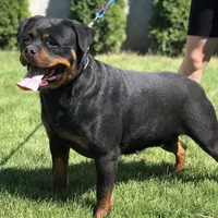 Imported Champ bloodlines AKC, a female Rottweiler for sale in Liberty, MS – Photo 3 of 6