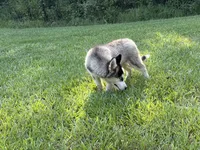 Lane, a male Siberian Husky for sale in Liberty, MS – 9 of 9