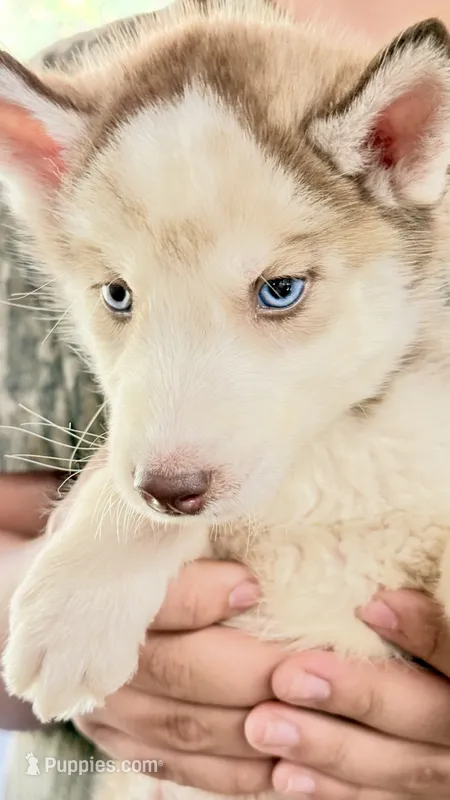 Diamond , a male Siberian Husky for sale in Liberty, MS – 1 of 10