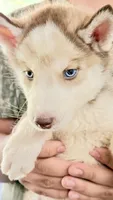 Diamond , a male Siberian Husky for sale in Liberty, MS – 1 of 10