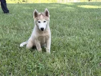 Phantom, a male Siberian Husky for sale in Liberty, MS – 5 of 6