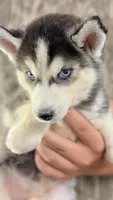 Topaz , a male Siberian Husky for sale in Liberty, MS – 3 of 9