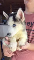 Balto , a male Siberian Husky for sale in Liberty, MS – 4 of 4
