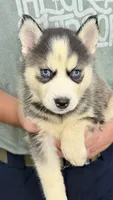 Lola, a female Siberian Husky for sale in Liberty, MS – 2 of 6