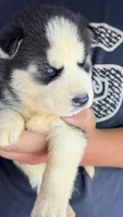 Lilly, a male Siberian Husky for sale in Liberty, MS – 3 of 6