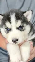Sky, a female Siberian Husky for sale in Liberty, MS – 1 of 4
