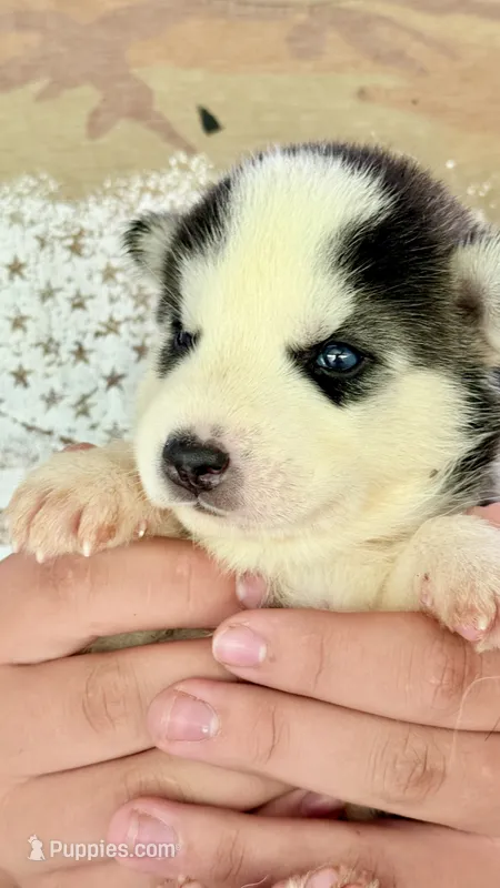 Chief – Siberian Husky puppy for sale in Liberty, MS
