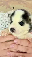 Chief, a male Siberian Husky for sale in Liberty, MS – 1 of 4
