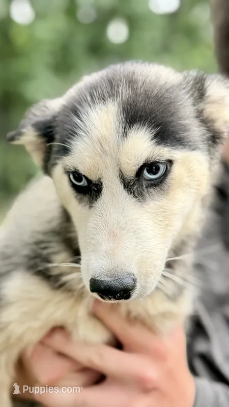 Liberty – Siberian Husky puppy for sale in Liberty, MS