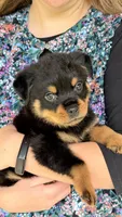 Rock, a male Rottweiler for sale in Liberty, MS – 1 of 1