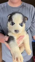 Leo, a male Siberian Husky for sale in Liberty, MS – 3 of 4