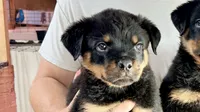 Butch, a male Rottweiler for sale in Liberty, MS – 2 of 2