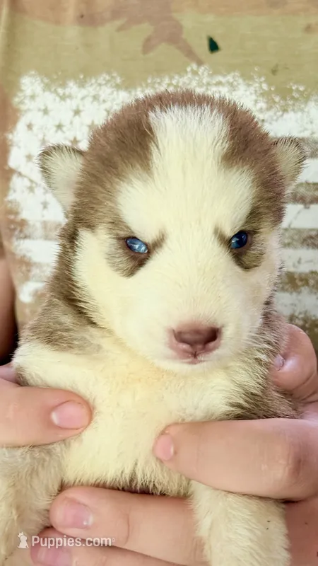 Coco – Siberian Husky puppy for sale in Liberty, MS