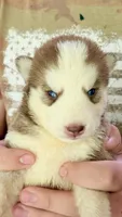 Coco, a female Siberian Husky for sale in Liberty, MS – 1 of 6