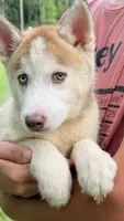 Bolt, a male Siberian Husky for sale in Liberty, MS – 3 of 6