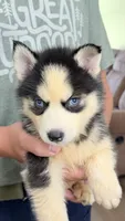     Loki, a male Siberian Husky for sale in Liberty, MS – 4 of 6