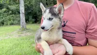 Brooke, a female Siberian Husky for sale in Liberty, MS – 7 of 7