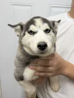 Aurora, a female Siberian Husky for sale in Liberty, MS – Photo 1 of 2