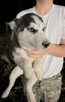 Aurora, a female Siberian Husky for sale in Liberty, MS – Photo 2 of 2