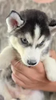 Topaz , a male Siberian Husky for sale in Liberty, MS – 6 of 9