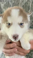 Blue eyed rose , a female Siberian Husky for sale in Liberty, MS – 5 of 5
