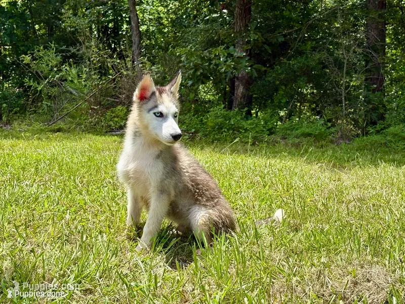 Balto  – Siberian Husky puppy for sale in Liberty, MS