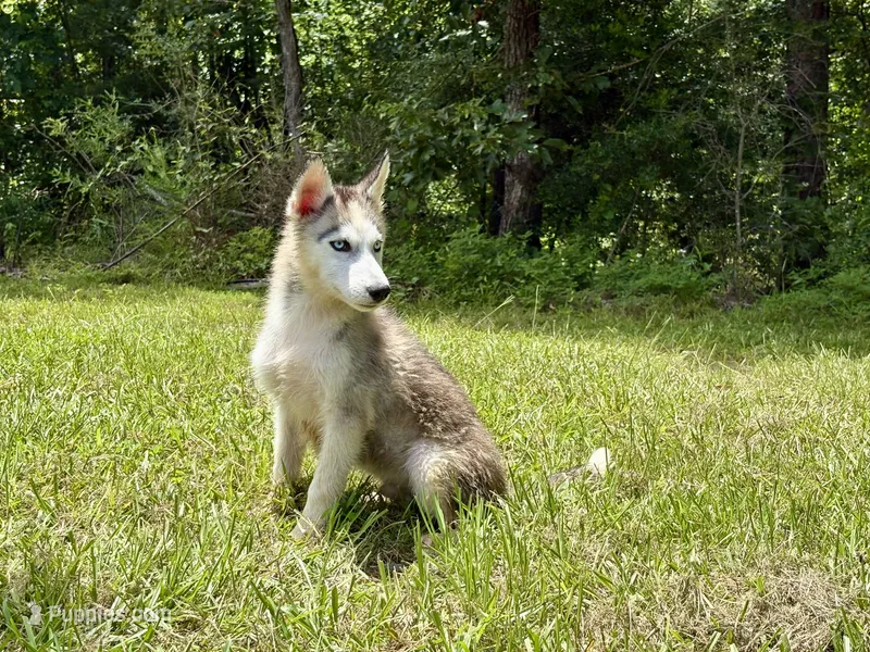 Balto  – Siberian Husky puppy for sale in Liberty, MS