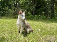 Balto , a male Siberian Husky for sale in Liberty, MS – 1 of 4