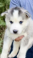 Blue, a female Siberian Husky for sale in Liberty, MS – 3 of 4