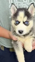 Lola, a female Siberian Husky for sale in Liberty, MS – 5 of 6