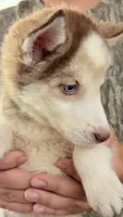 Diamond , a male Siberian Husky for sale in Liberty, MS – 9 of 10