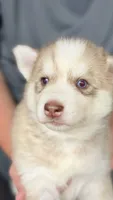 Foxy, a female Siberian Husky for sale in Liberty, MS – 4 of 7