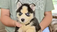     Loki, a male Siberian Husky for sale in Liberty, MS – 2 of 6