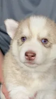 Foxy, a female Siberian Husky for sale in Liberty, MS – 6 of 7
