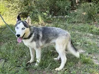 Rocket, a male Siberian Husky for sale in Liberty, MS – 4 of 6