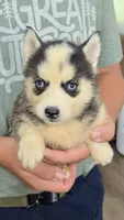 Lana, a female Siberian Husky for sale in Liberty, MS – 6 of 8