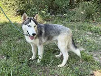 Rocket, a male Siberian Husky for sale in Liberty, MS – 6 of 6